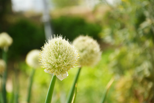 大葱开花