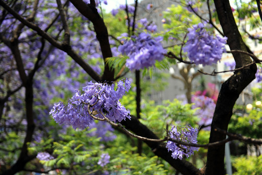 蓝花楹