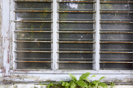 带蕨叶的破旧窗户