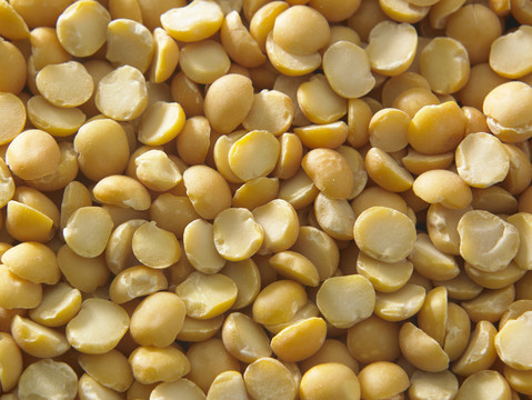 印度著名的豆科植物，也称黄鸽豆
