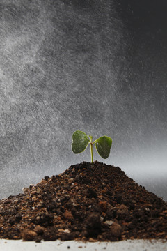 水或雨水降到植物上