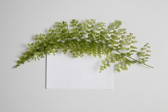 空白的纸条和侧边的蕨类植物叶子