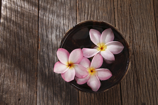 椰子花和椰子壳顶视图