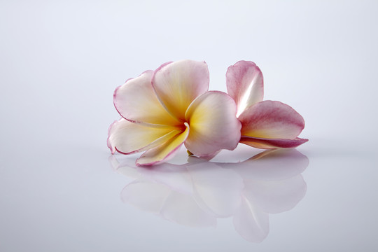粉红色的菠萝花，白色背景