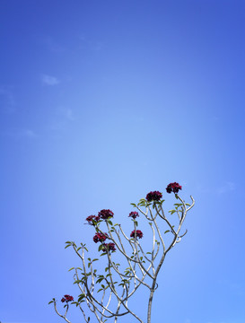在蓝天下，光秃秃的树枝上开满了鲜花