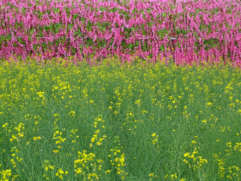 油菜花背景墙