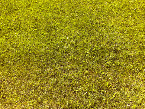 黄草坪