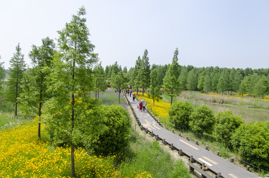 青西郊野公园景观