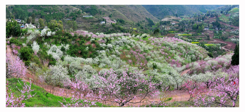 重庆巫山曲尺乡巫山李子花