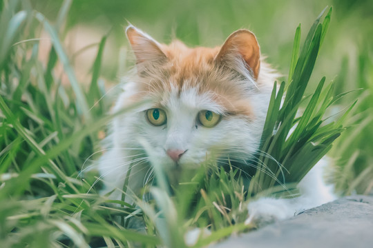 公园流浪猫