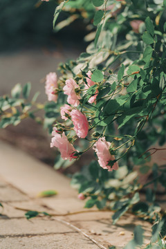 植物花草