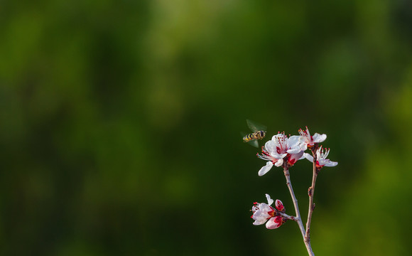 初春的山桃花