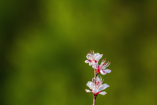 初春的山桃花