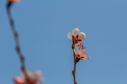 初春的山桃花