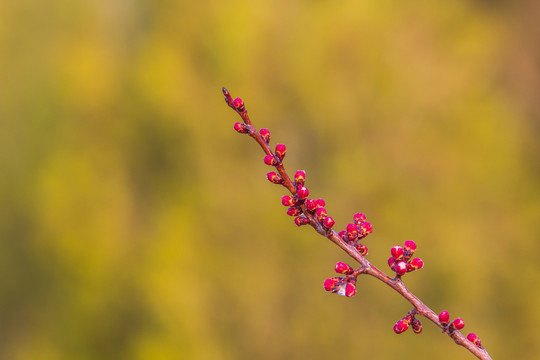 初春的山桃花