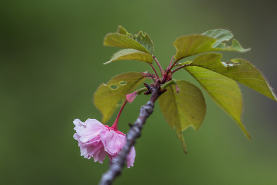 随拍一组樱花