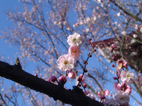 梅花