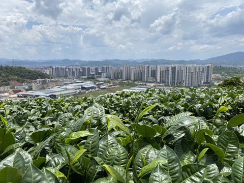 普洱茶