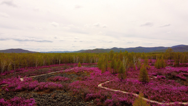 熔岩杜鹃花海