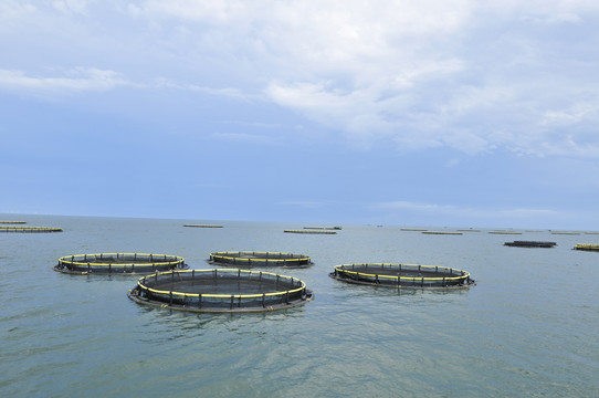 金鲳鱼深海网箱养殖基地