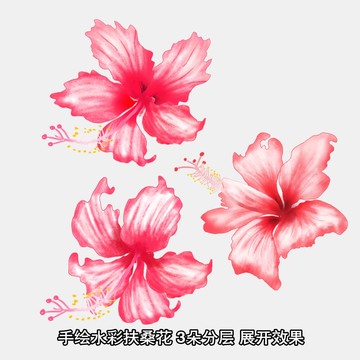 扶桑花