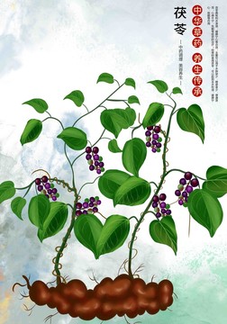 茯苓插畫