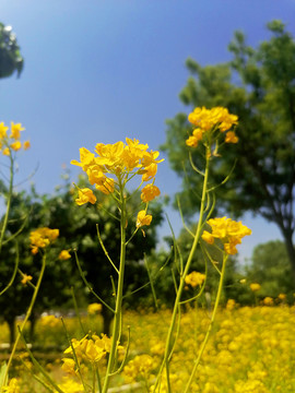 油菜花