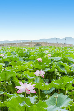 杭州西湖夏天白堤断桥荷花荷叶