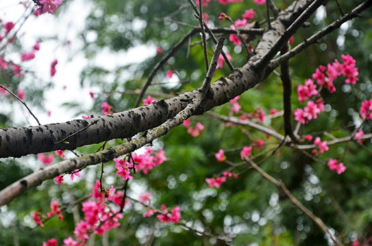 广州樱花