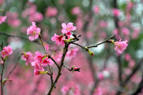 花枝