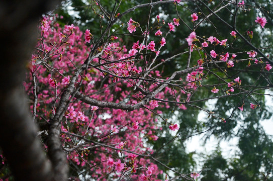 广州樱花