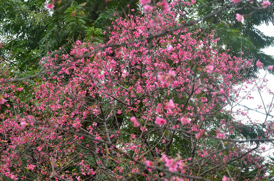 樱花季