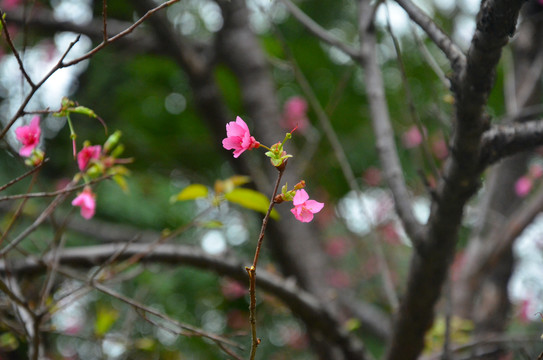 一枝花