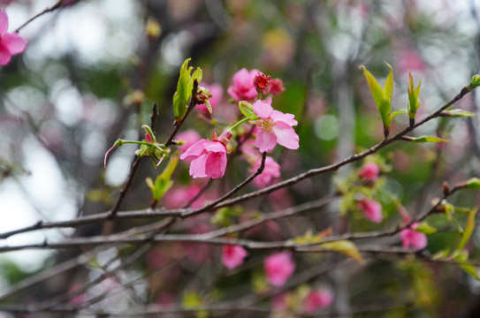 一枝花