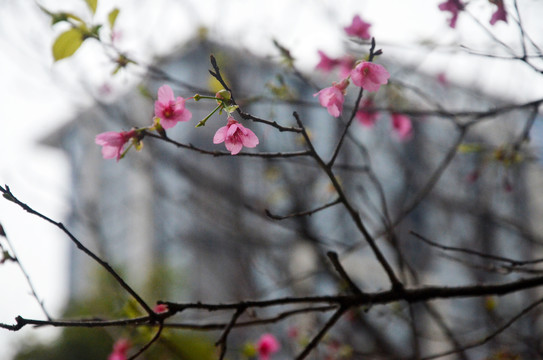 钟花樱桃