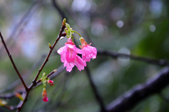 雨天樱花