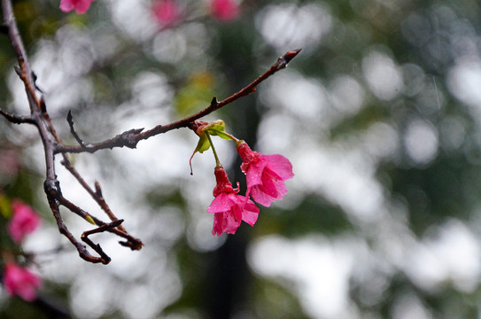 雨天樱花