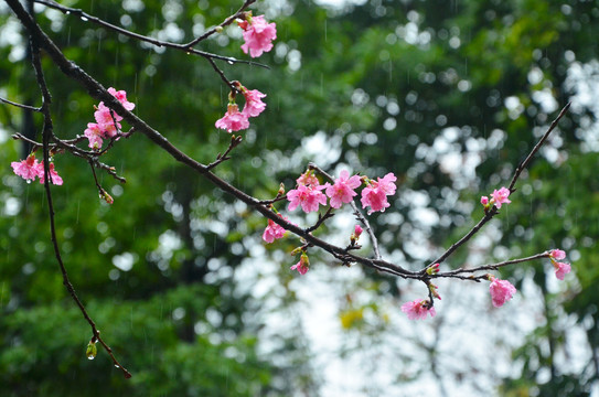 雨天花枝