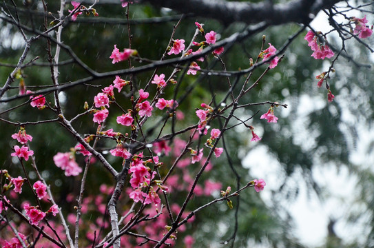 雨天赏樱花