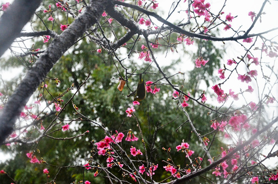 雨天樱花