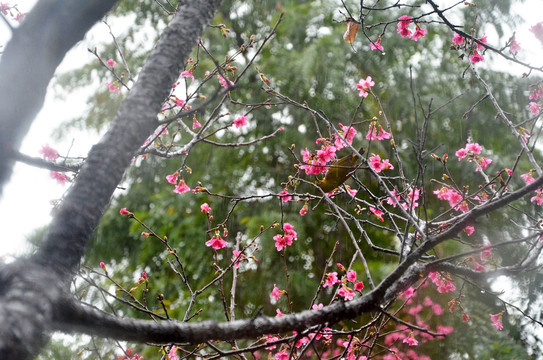 雨天樱花