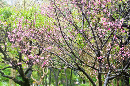 樱花树