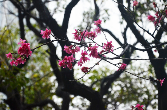 春雨花枝