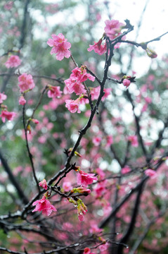 春雨花枝