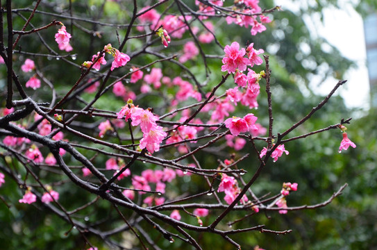 雨天樱花