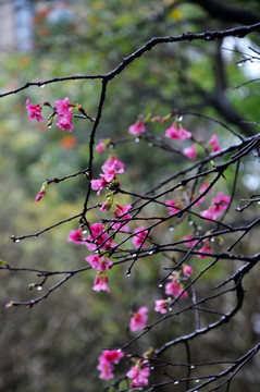 春雨樱花