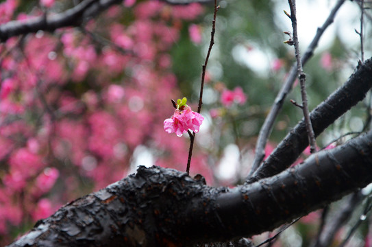 春雨樱花