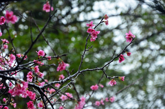 春雨花枝