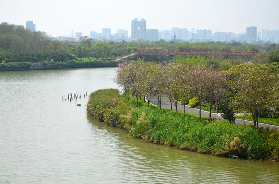 海珠湿地