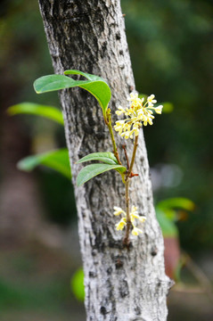 桂花树